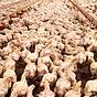 Gefährliche Bakterien bei Geflügel in Niedersachsen nachgewiesen